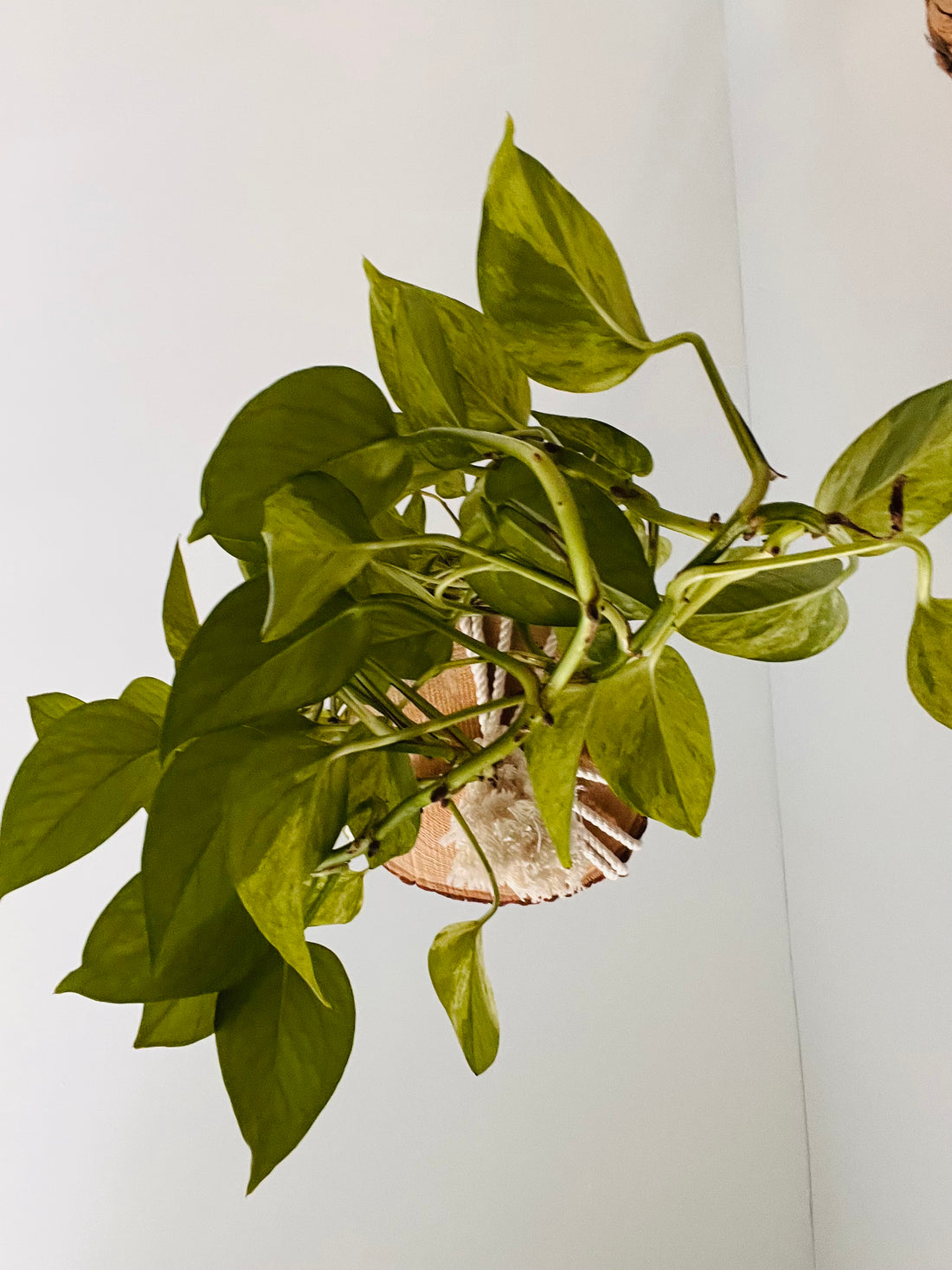 Air-Purifying Pothos (Epipremnum aureum)