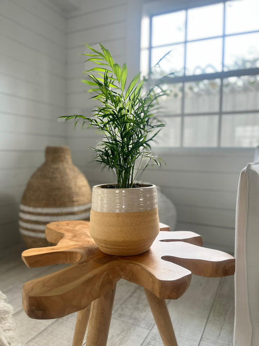 Transform your space with Neanthe Bella Palms