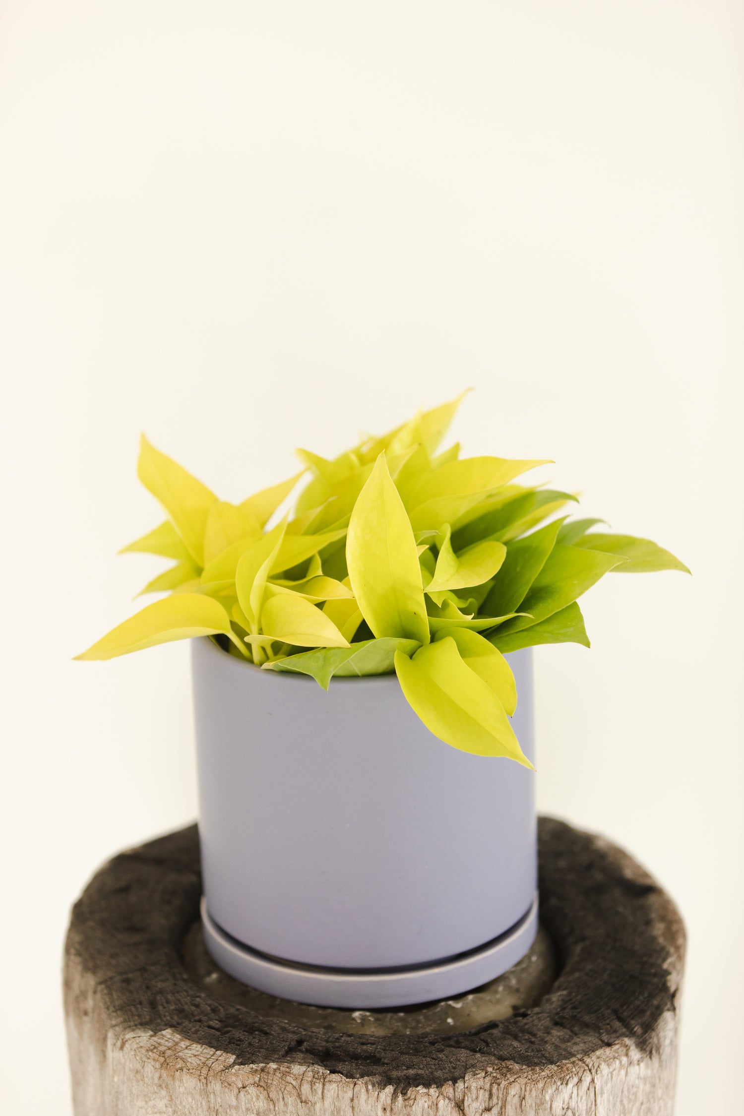 Neon Pothos