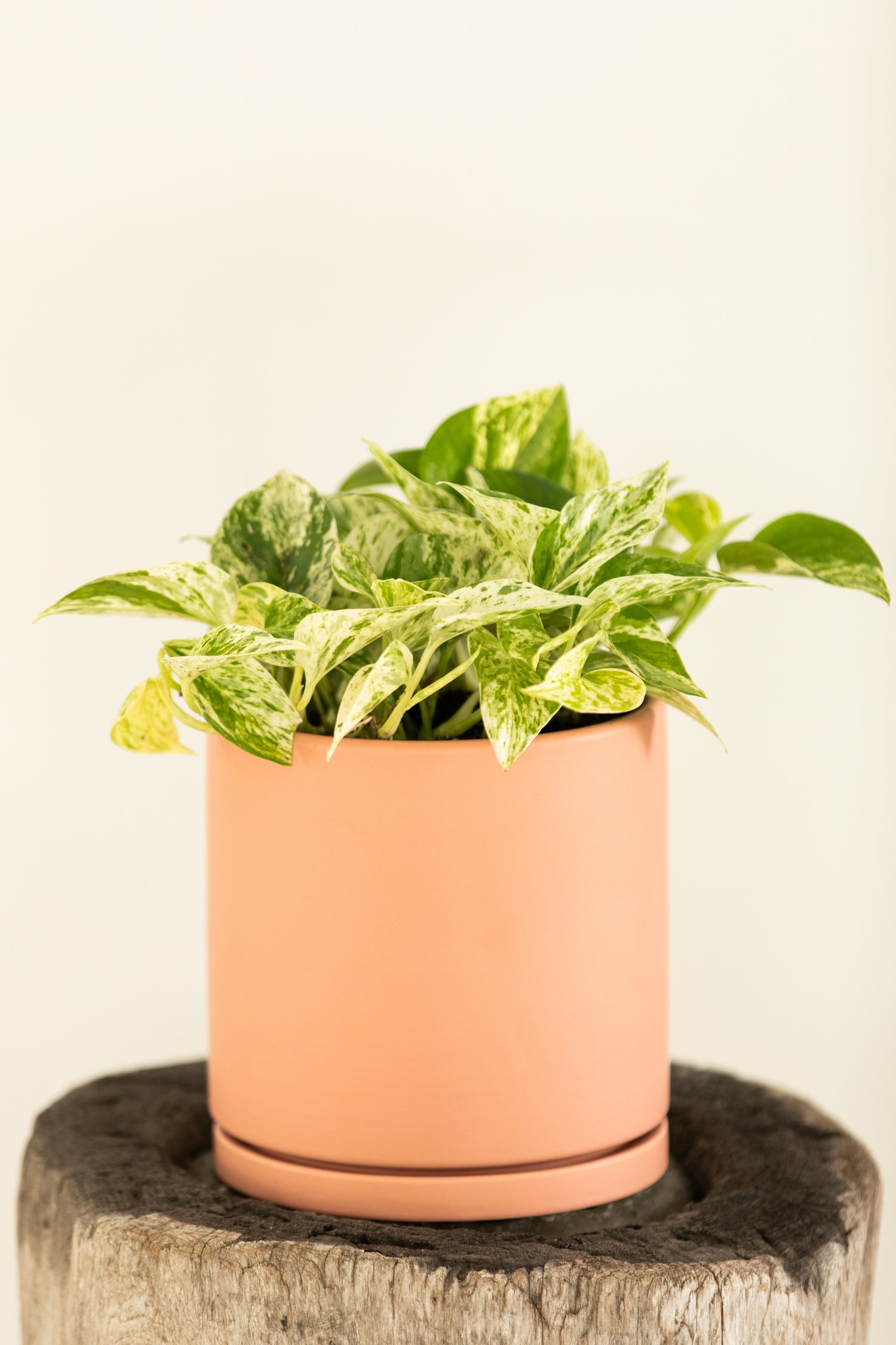 Marble Pothos