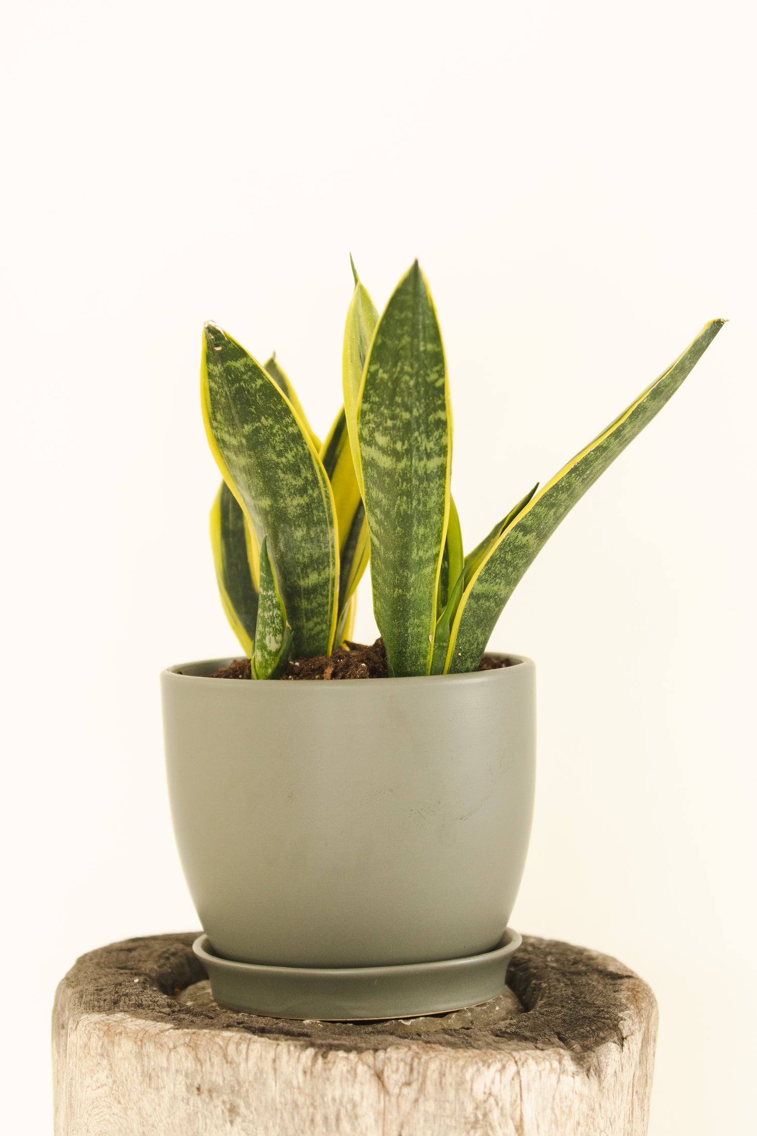 Snake Plant